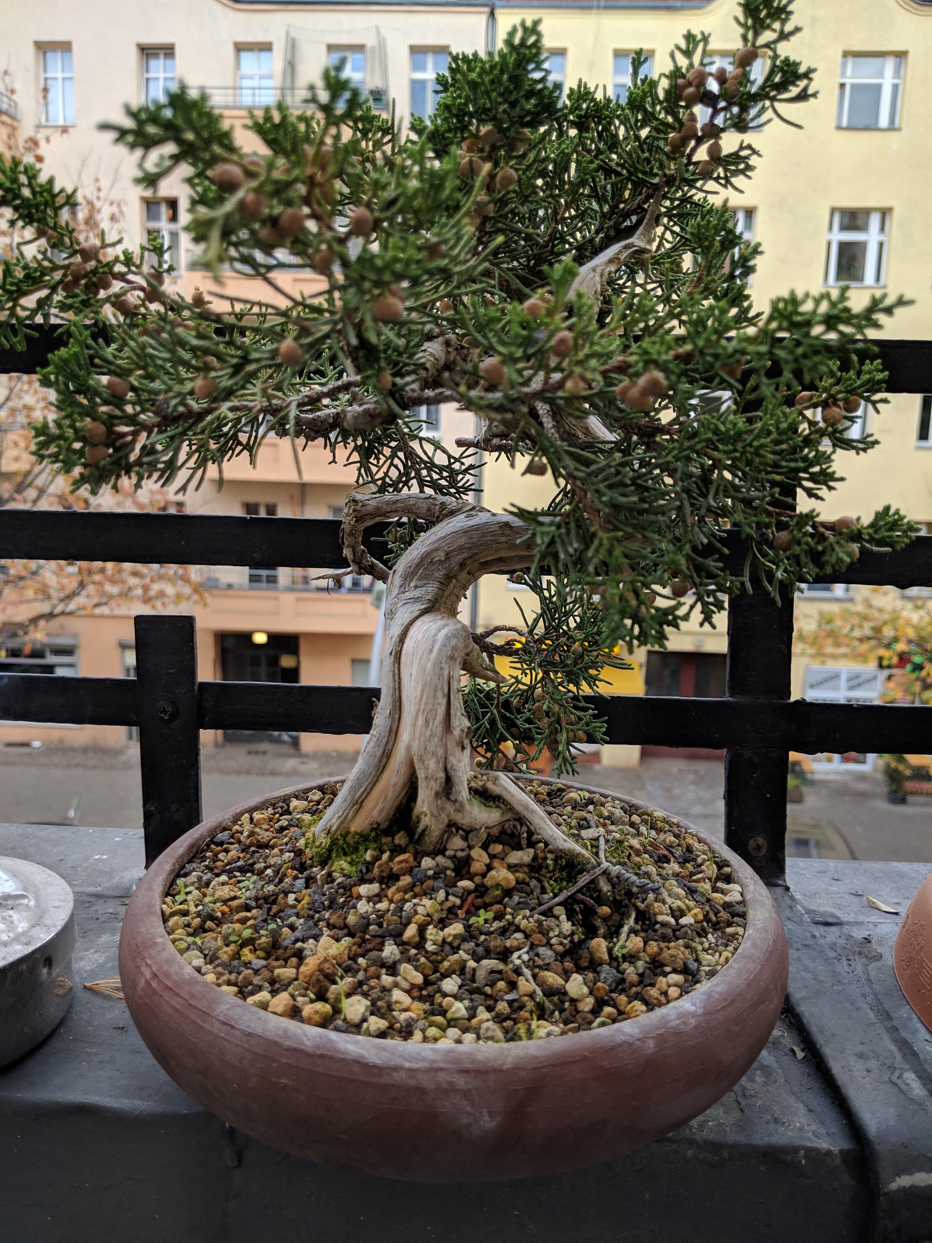 juniperus2.jpg